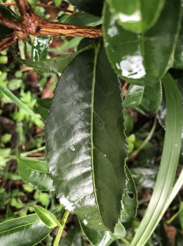 湘豐1號(hào)1.png