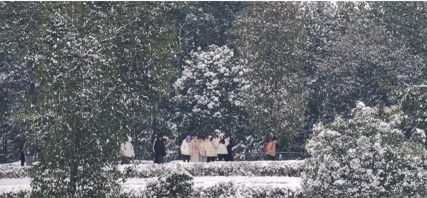 瑞雪兆茶樹，來年茶更甜