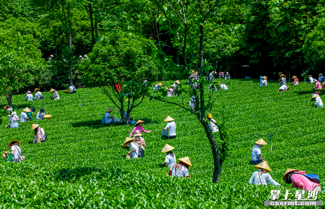 湘豐茶業(yè)集團(tuán)歐盟有機(jī)和雨林雙認(rèn)證的標(biāo)準(zhǔn)化示范茶園。