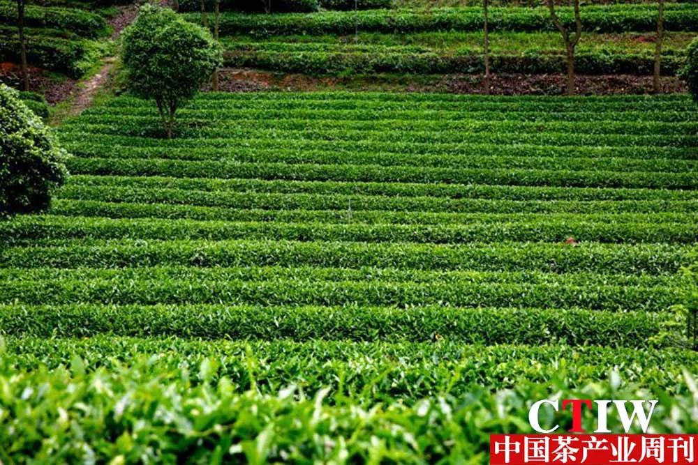 【湖南】長沙縣推動產業(yè)鏈升級——一片茶葉帶動三產融合